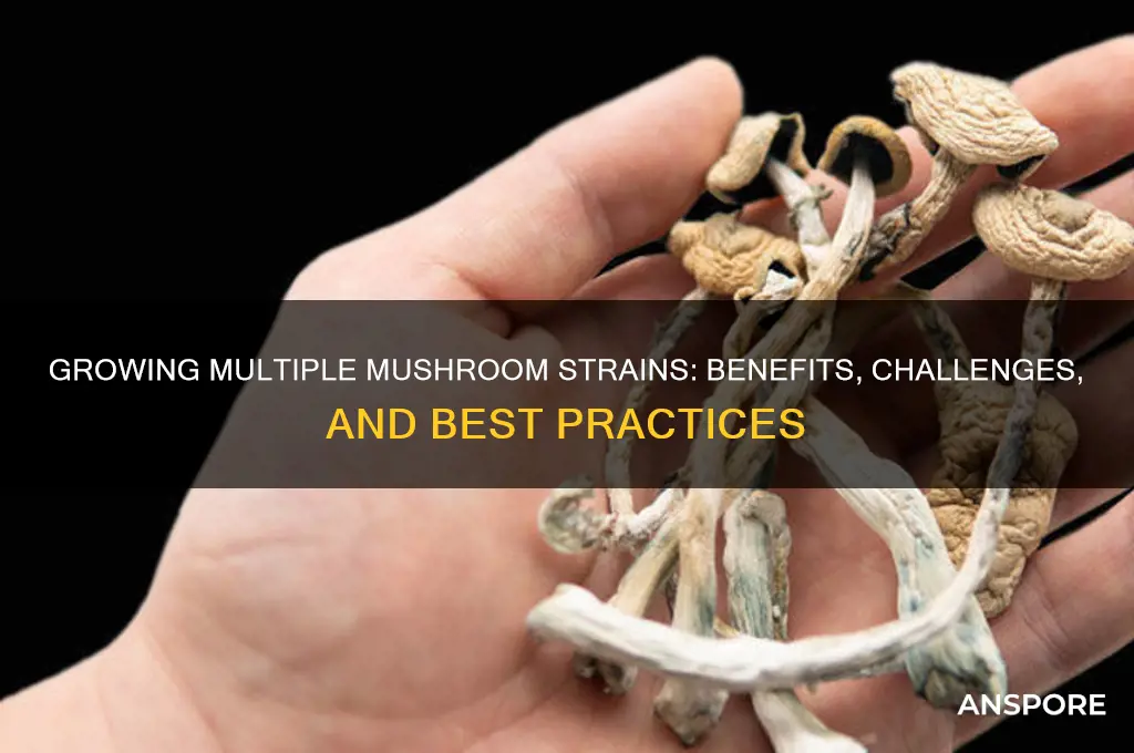 is it okay to grow different strains of mushrooms