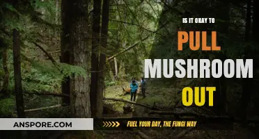 Should You Pull Mushrooms Out? A Guide to Harvesting Safely