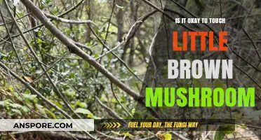 Should You Touch Little Brown Mushrooms? Safety Tips and Risks