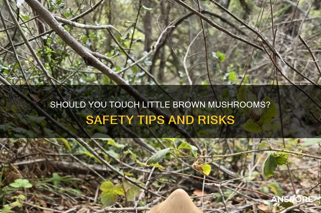 is it okay to touch little brown mushroom
