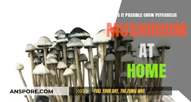 Can You Legally Cultivate Psychedelic Mushrooms in Your Home?