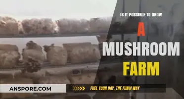 Growing a Mushroom Farm: Feasibility, Challenges, and Success Tips