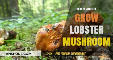 Can You Cultivate Lobster Mushrooms at Home? A Growing Guide
