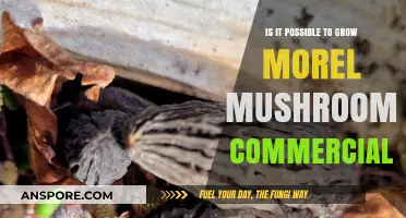 Can Morel Mushrooms Be Profitably Cultivated on a Commercial Scale?