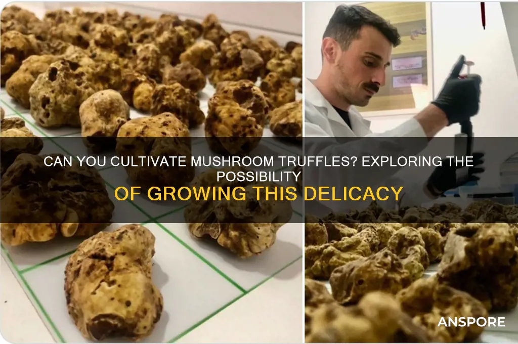 is it possible to grow mushroom truffles