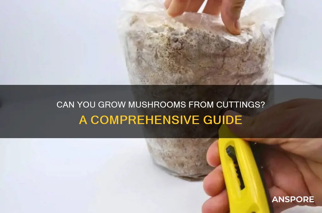 is it possible to grow mushrooms from cuttings