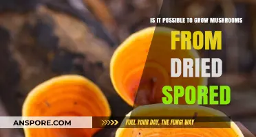 Growing Mushrooms from Dried Spores: Myth or Feasible Reality?