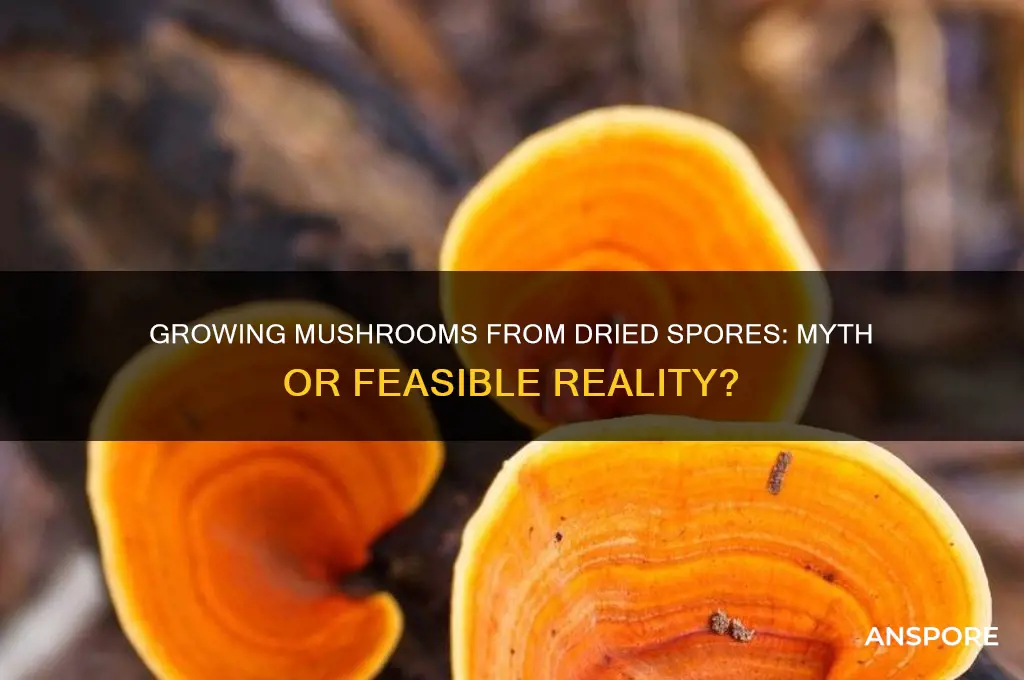 is it possible to grow mushrooms from dried spored