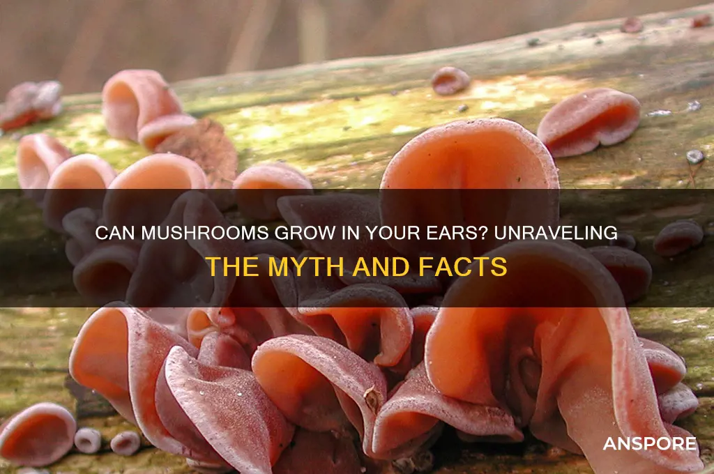 is it possible to grow mushrooms in your ears