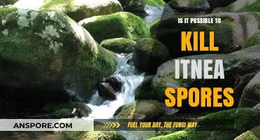 Can You Eliminate Itnea Spores? Effective Methods and Solutions