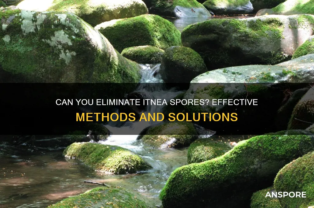 is it possible to kill itnea spores