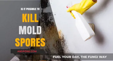 Can You Kill Mold Spores? Effective Methods and Limitations Explained