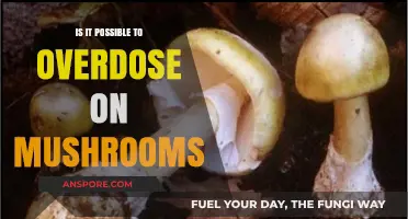 Can You Overdose on Mushrooms? Exploring Risks and Realities