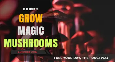 Growing Magic Mushrooms: Legal Risks, Safety Concerns, and Potential Consequences