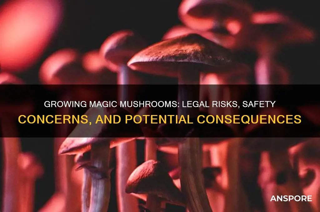is it risky to grow magic mushrooms