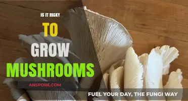 Growing Mushrooms: Understanding the Risks and Rewards of Cultivation