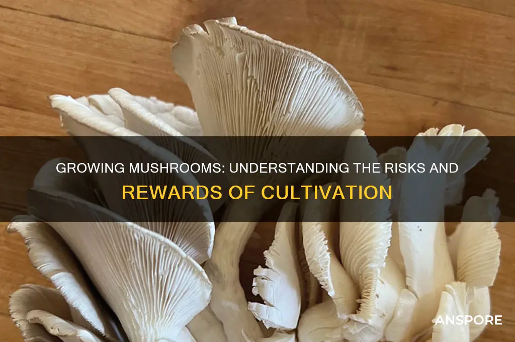 is it risky to grow mushrooms