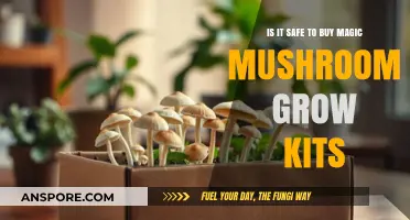 Are Magic Mushroom Grow Kits Safe to Purchase and Use?