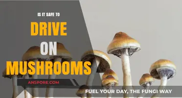 Driving on Mushrooms: Risks, Legalities, and Safety Concerns Explored