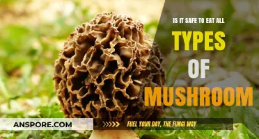 Are All Mushrooms Safe to Eat? A Guide to Edible Varieties