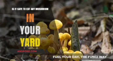 Can You Safely Eat Mushrooms Growing in Your Yard?