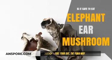 Are Elephant Ear Mushrooms Safe to Eat? A Comprehensive Guide