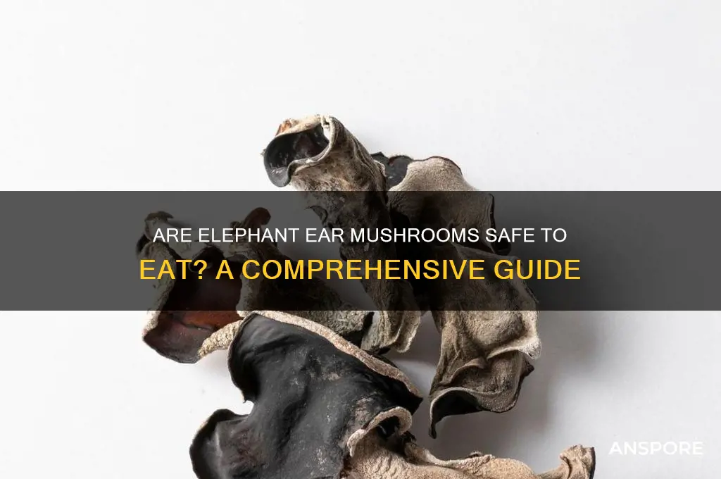 is it safe to eat elephant ear mushrooms