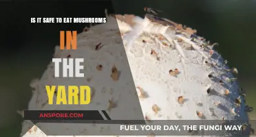 Yard Mushrooms: Safe to Eat or Toxic Threat?