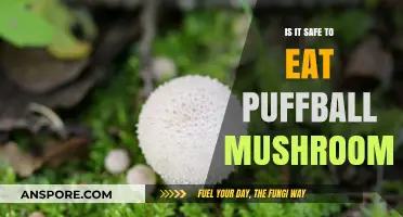 Puffball Mushrooms: Safe to Eat or Toxic Danger?