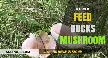 Can Ducks Safely Eat Mushrooms? Risks and Considerations Explained