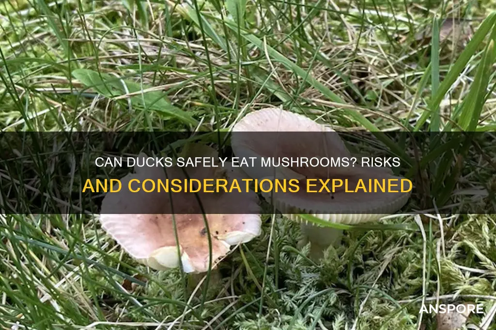 is it safe to feed ducks mushrooms