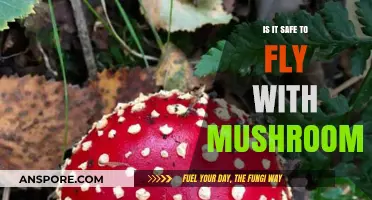 Flying with Mushrooms: Legal and Safety Concerns Explained