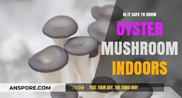 Growing Oyster Mushrooms Indoors: Safety Tips and Best Practices