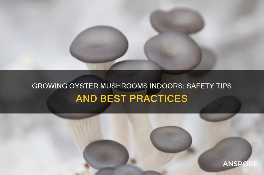 is it safe to grow oyster mushrooms indoors