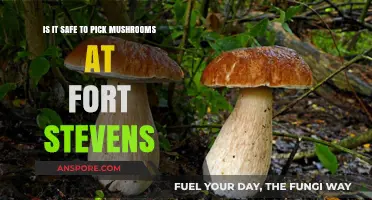 Is It Safe to Pick Mushrooms at Fort Stevens? A Guide