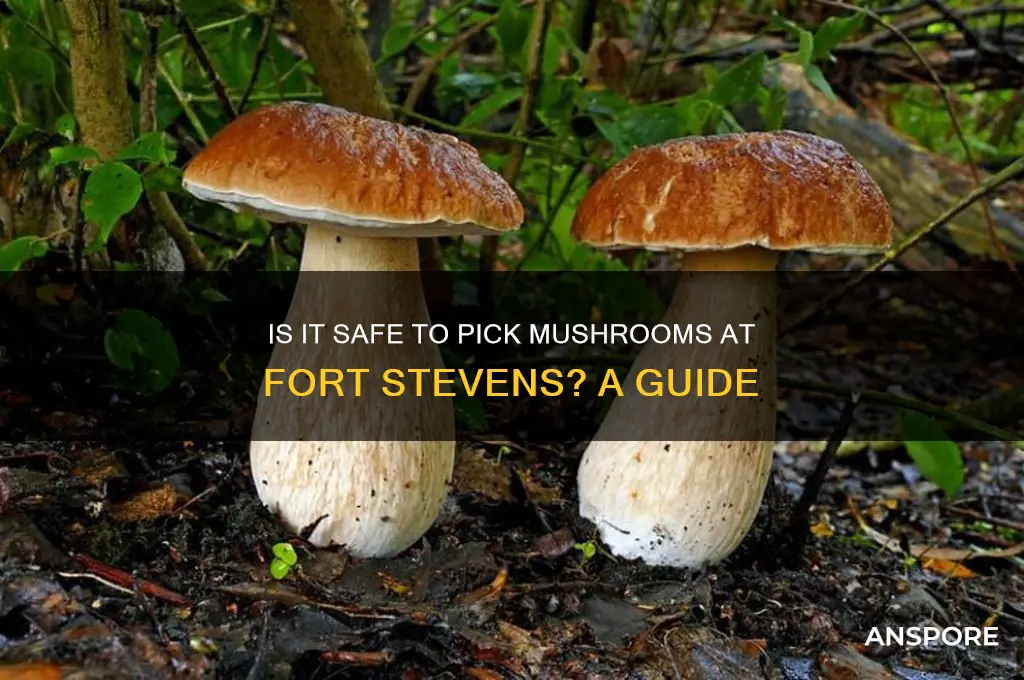 is it safe to pick mushrooms at fort stevens