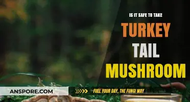 Turkey Tail Mushroom Safety: Benefits, Risks, and Usage Guidelines