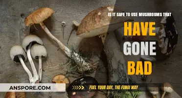 Spoiled Mushrooms: Risks of Eating Bad Fungi Explained