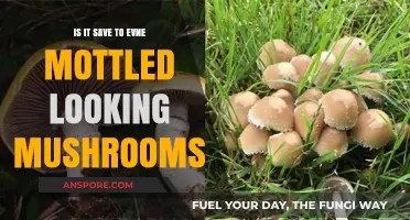 Mottled Mushrooms: Safe to Eat or Toxic Threat?