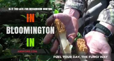 Mushroom Hunting in Bloomington: Is the Season Over?