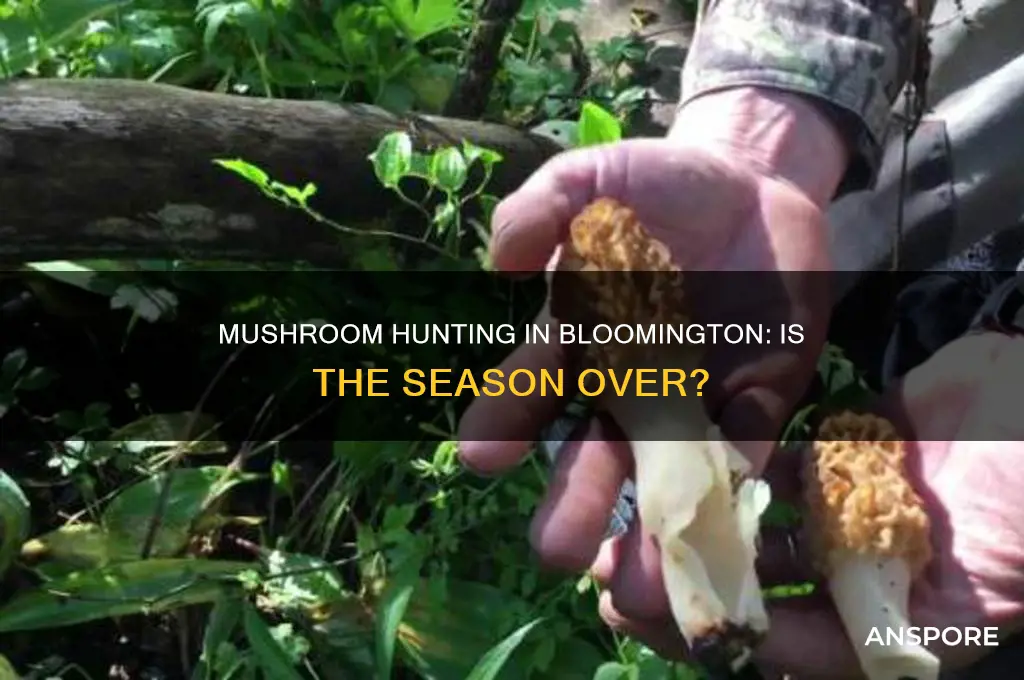 is it too late for mushroom hunting in bloomington in