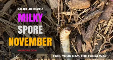 November Milky Spore Application: Is It Too Late to Combat Grubs?