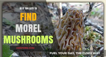 Can You Still Find Morel Mushrooms? Timing Tips for Foragers