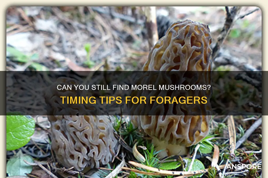 is it too late to find morel mushrooms