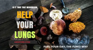 Mushrooms and Lung Health: Unveiling the Truth Behind the Claims