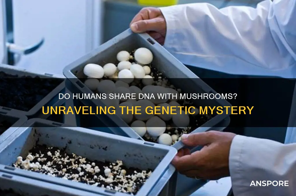 is it true we share dna woth mushrooms