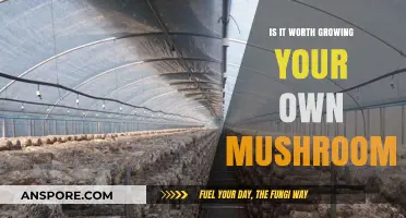 Is Growing Your Own Mushrooms Worth the Effort and Time?