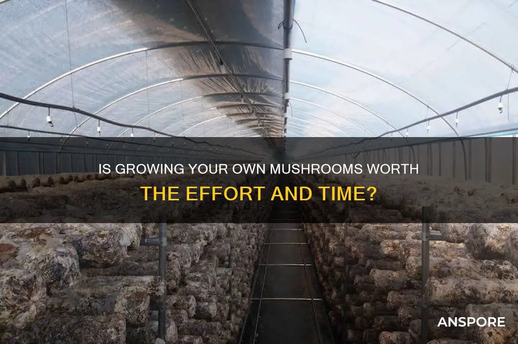 is it worth growing your own mushrooms
