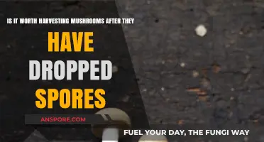 Harvesting Mushrooms Post-Spore Drop: Worth It or Waste of Time?