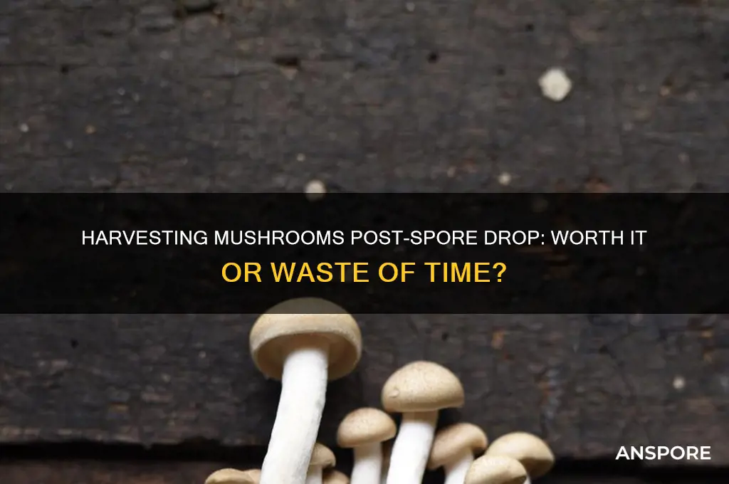 is it worth harvesting mushrooms after they have dropped spores